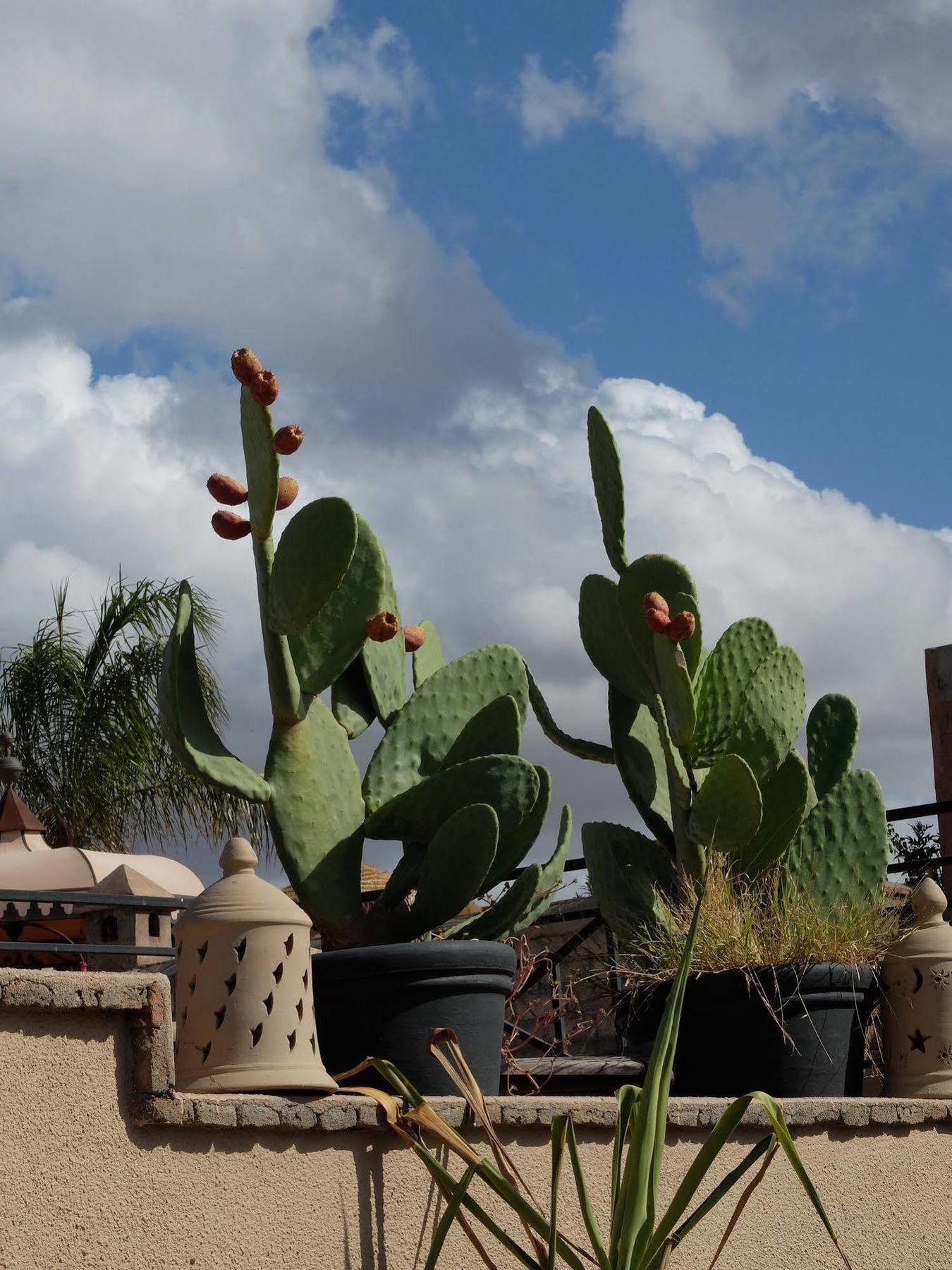 מרקש Riad Pierres Et Saveurs Soleil מראה חיצוני תמונה